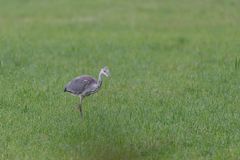 Graureiher auf der Wiese