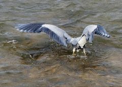 Graureiher auf Fischfang