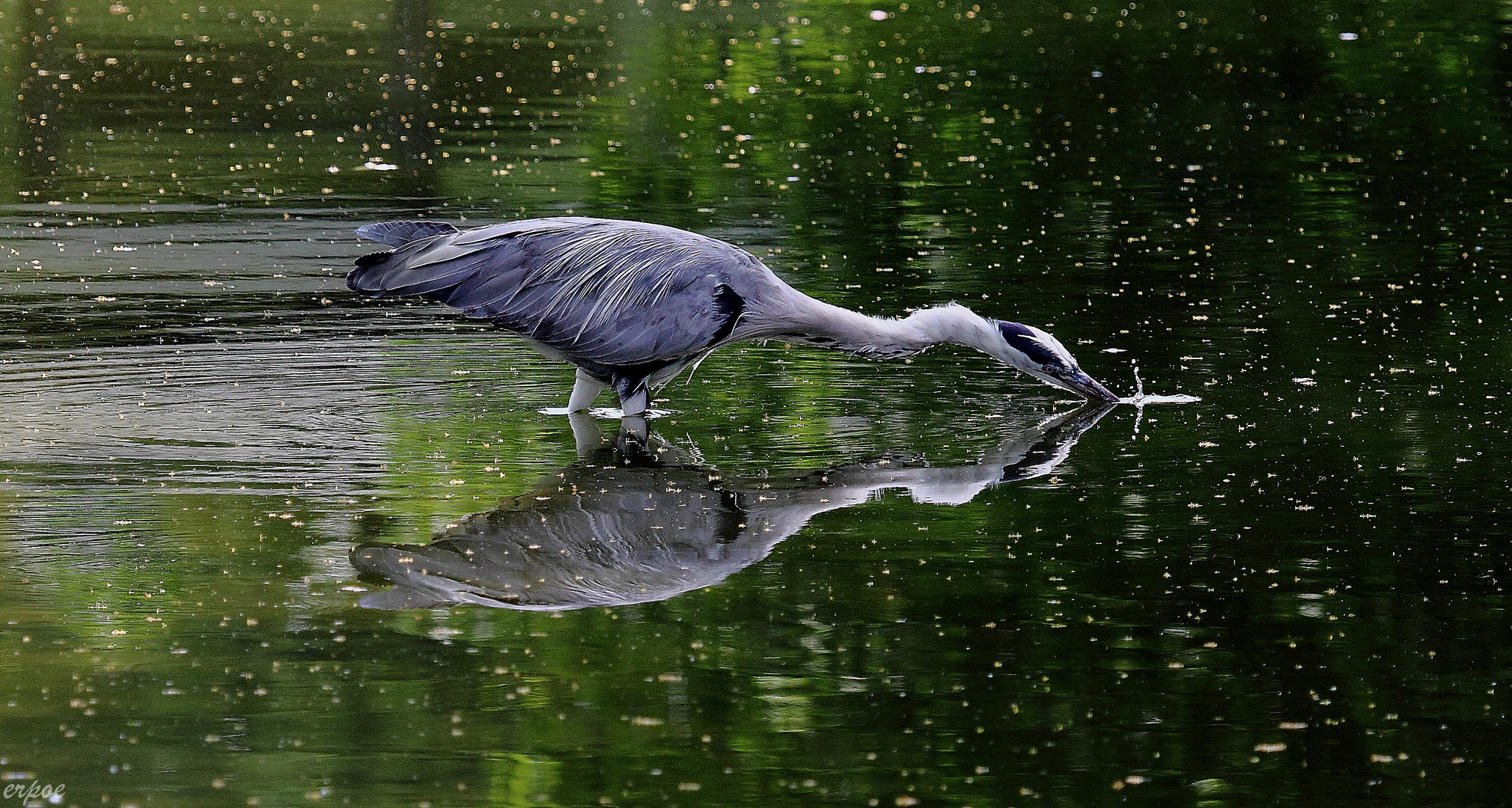 Graureiher auf Fischfang...