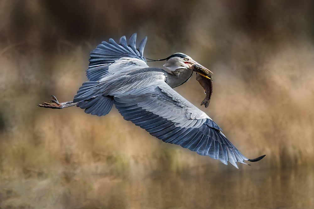 Graureiher auf Fischfang