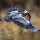 Graureiher auf Fischfang