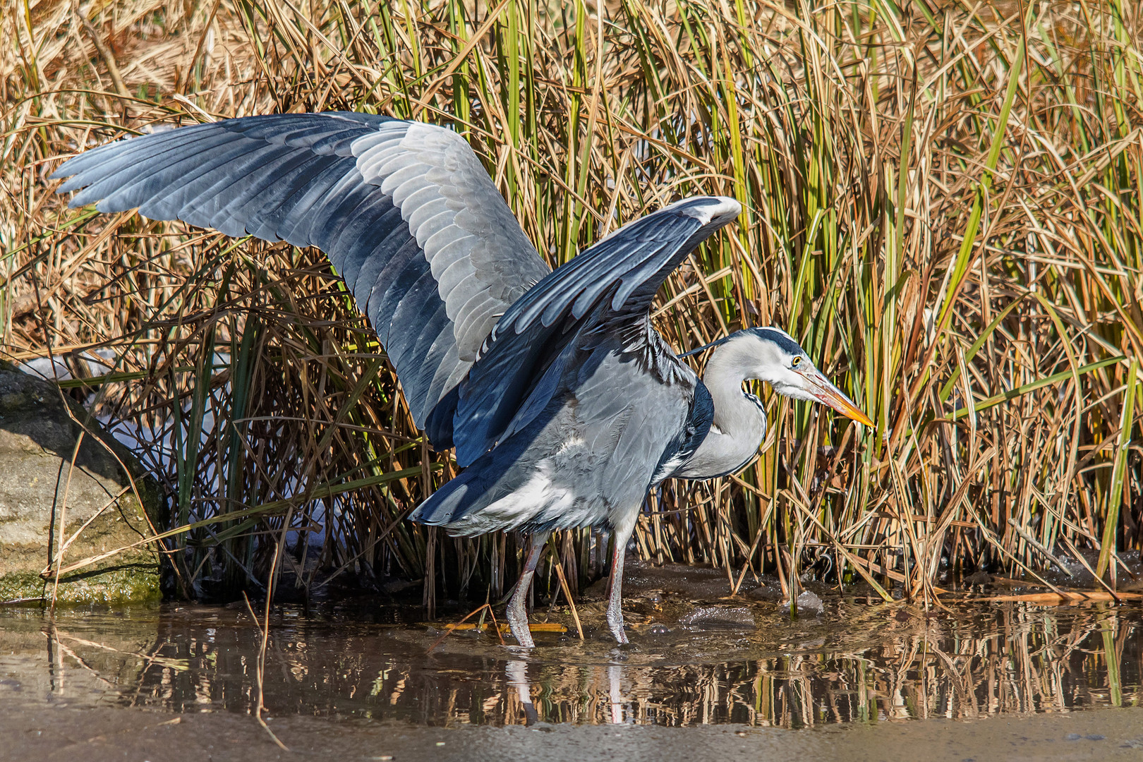 Graureiher auf Fischfang