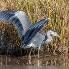 Graureiher auf Fischfang