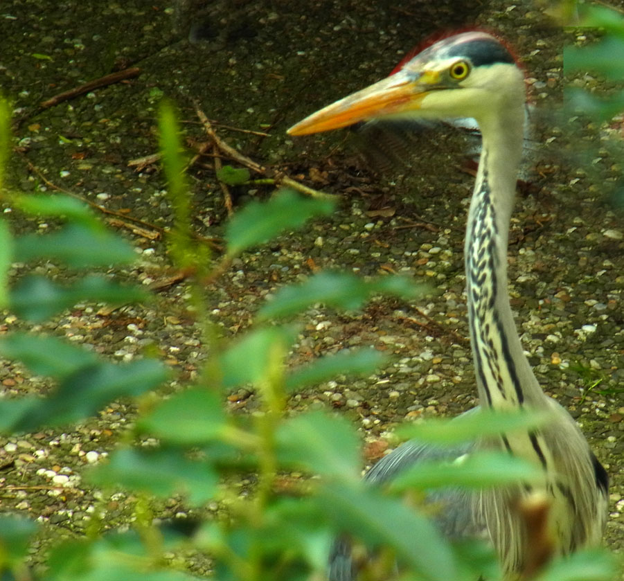 Graureiher auf Fischfang im Gartenteich...