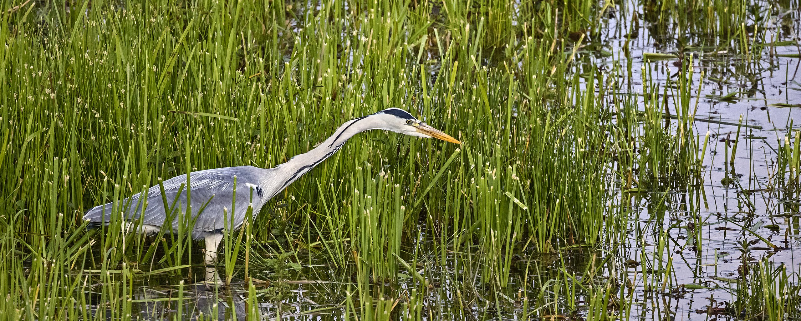 GRAUREIHER auf Frosch-Jagd