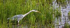 GRAUREIHER auf Frosch-Jagd