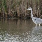 Graureiher auf Futtersuche