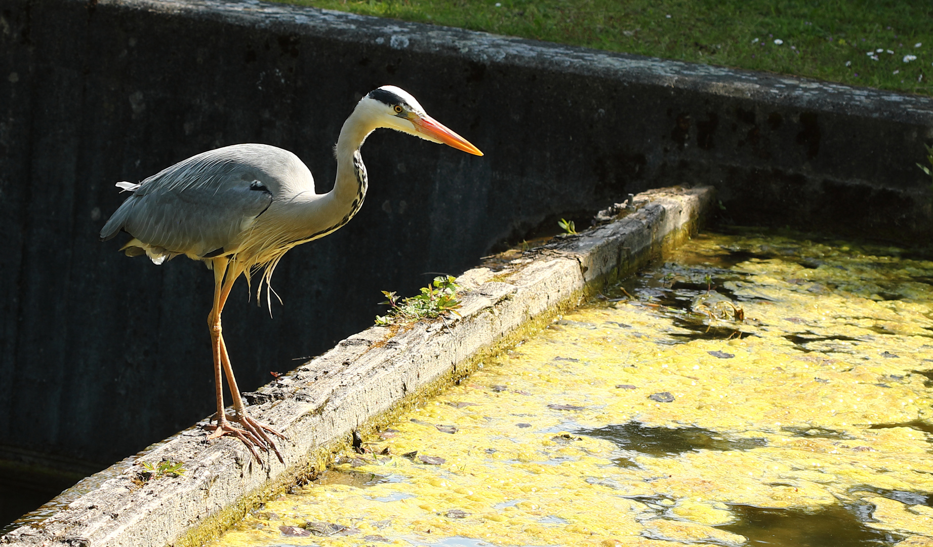 Graureiher auf Jagd