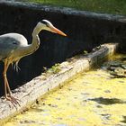 Graureiher auf Jagd