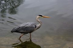 Graureiher auf Lauer © Anne STA