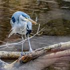 Graureiher auf Suche nach Futter am Flutgraben in Erfurt 