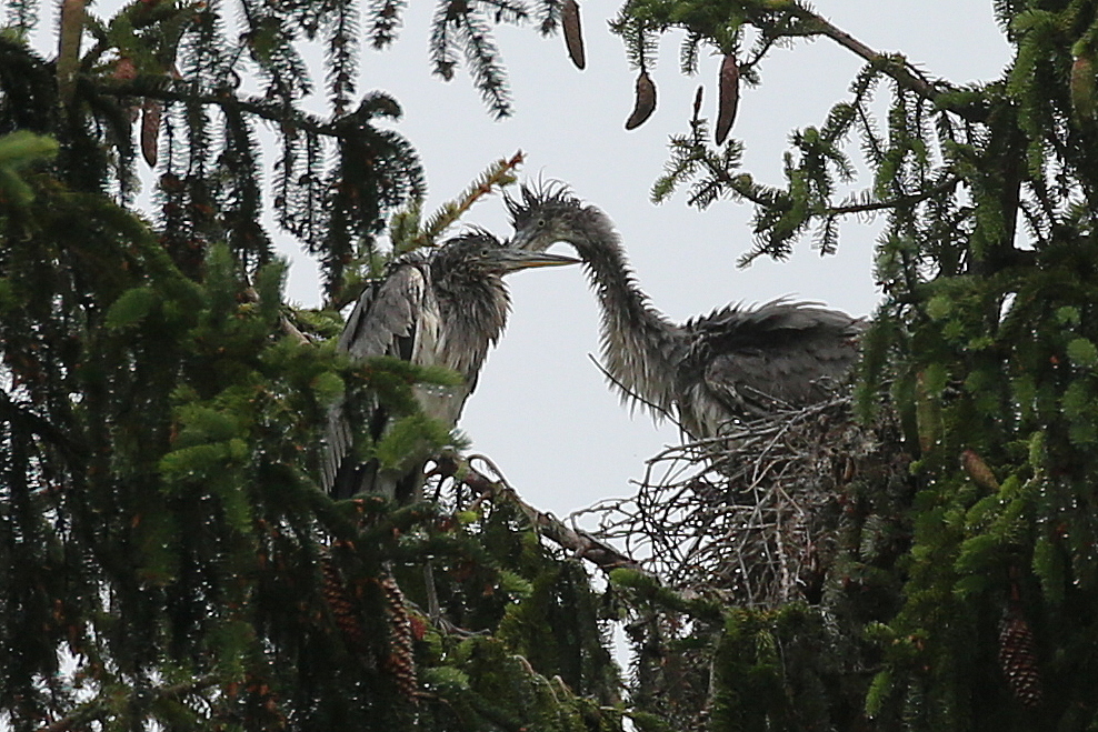 Graureiher bei Dauerregen im Nest.