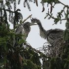 Graureiher bei Dauerregen im Nest.