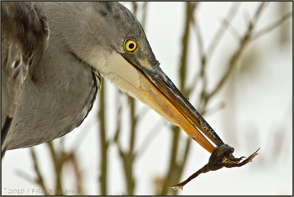 Graureiher bei der Jagd (Ardea cinerea)