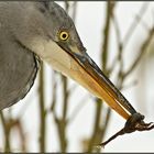 Graureiher bei der Jagd (Ardea cinerea)