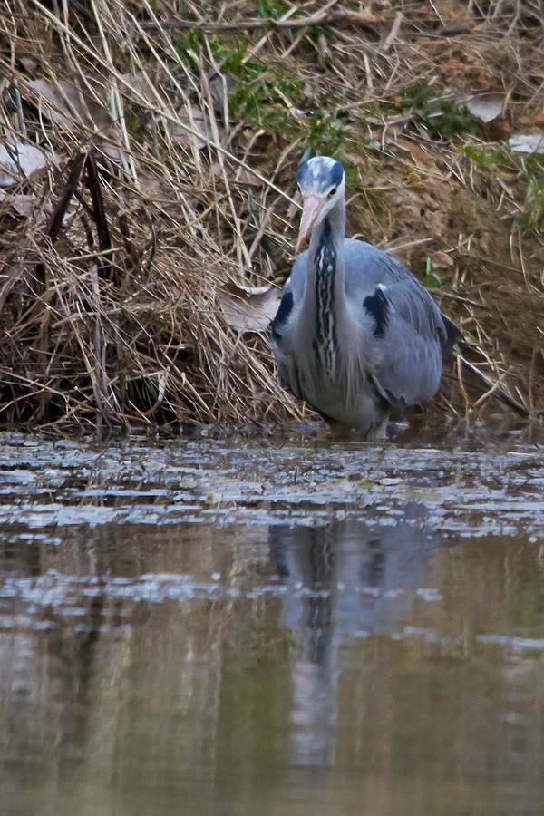 Graureiher bei der Jagd