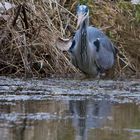 Graureiher bei der Jagd