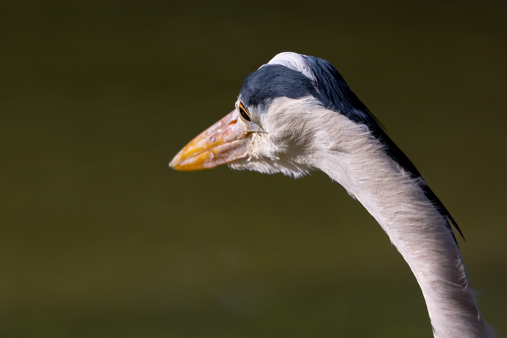 Graureiher bei der Jagd