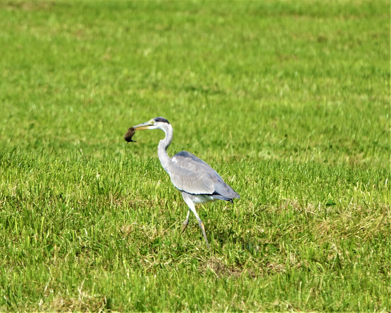 Graureiher bei der Mäusejagd