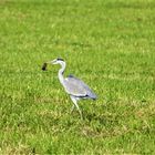 Graureiher bei der Mäusejagd