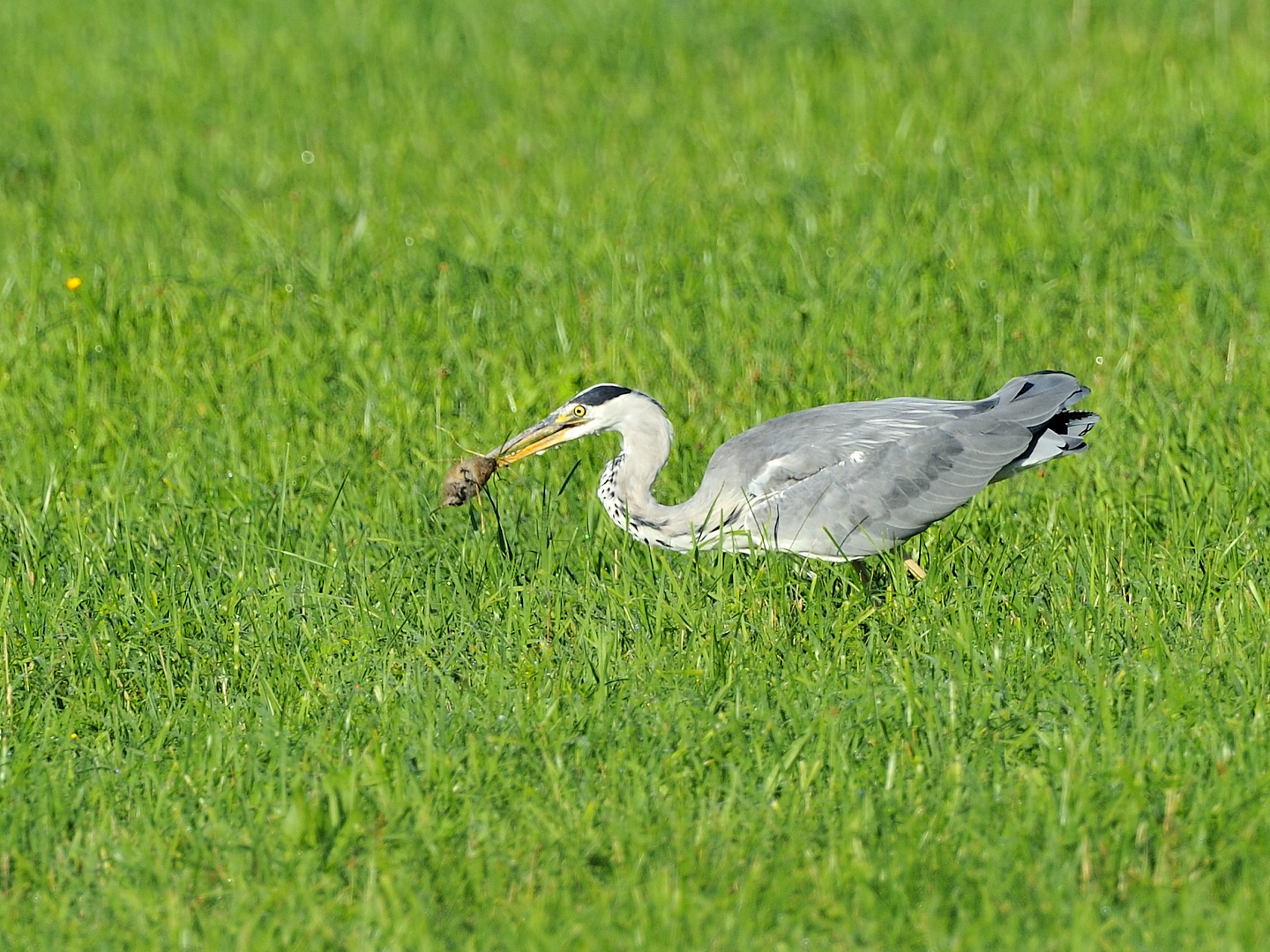 Graureiher bei der Mäusejagd