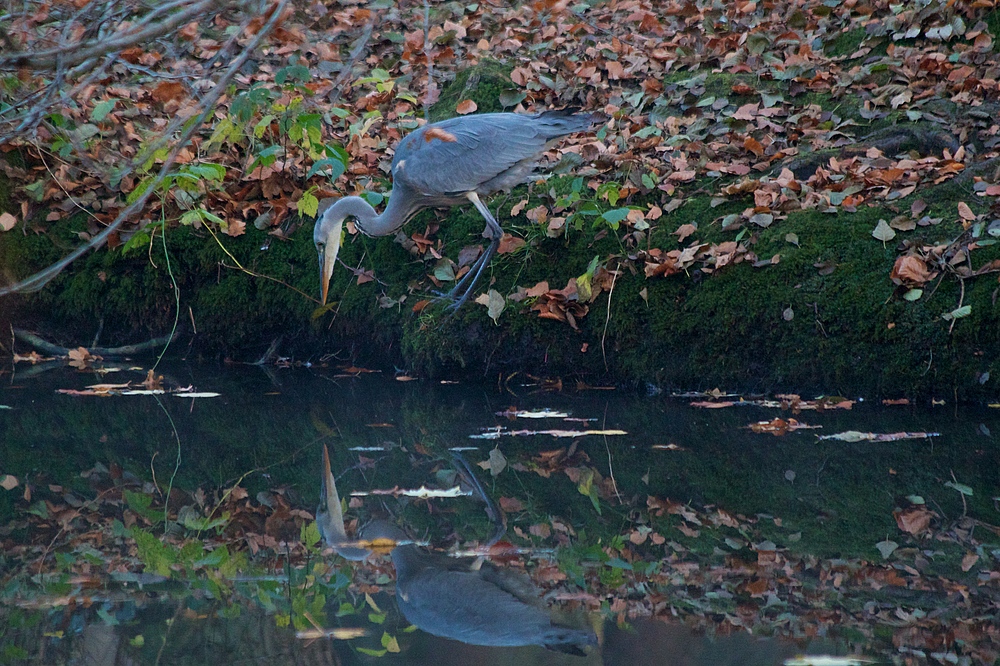 Graureiher bei der morgendliche Jagd