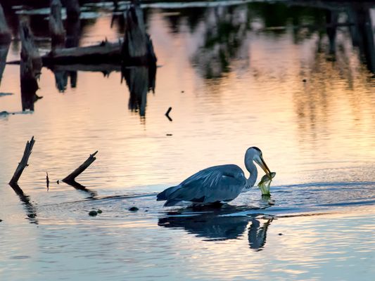 Graureiher bei der Nahrungsaufnahme