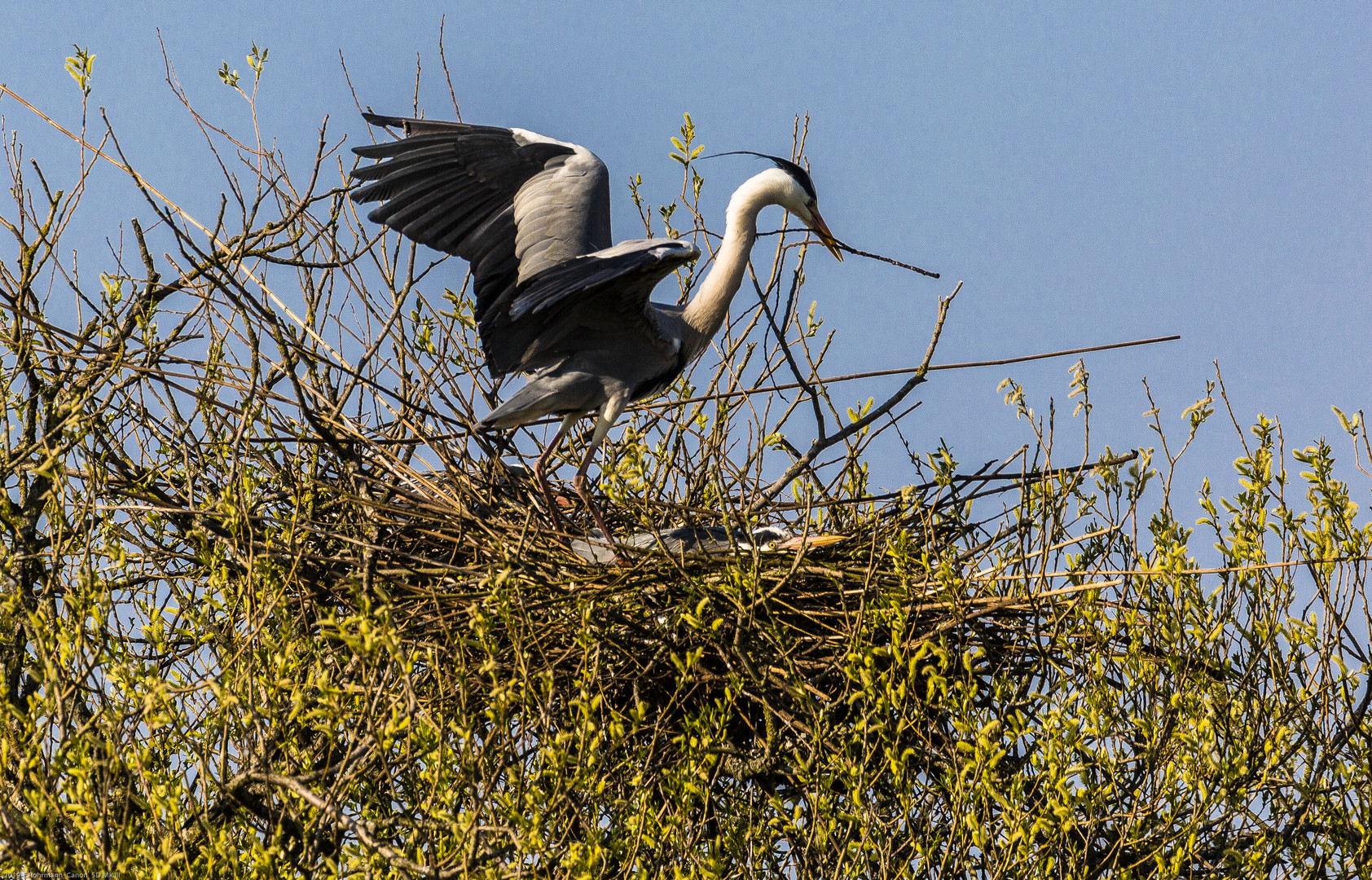 Graureiher bei der Rückkehr zum Nest