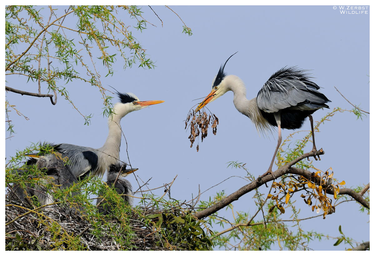 - Graureiher bei der Übergabe-   ( Ardea cinerea )