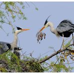 - Graureiher bei der Übergabe-   ( Ardea cinerea )