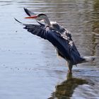 Graureiher bei der Wasser-Landung