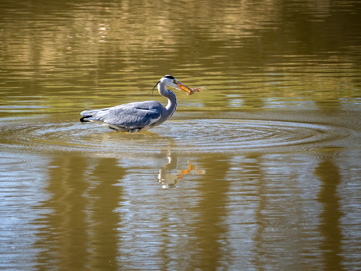 Graureiher bei Fischen