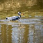 Graureiher bei Fischen