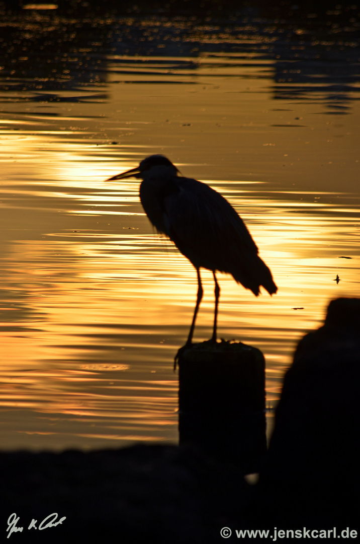 Graureiher bei Sonnenaufgang