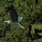 Graureiher bei  Unterregenbach