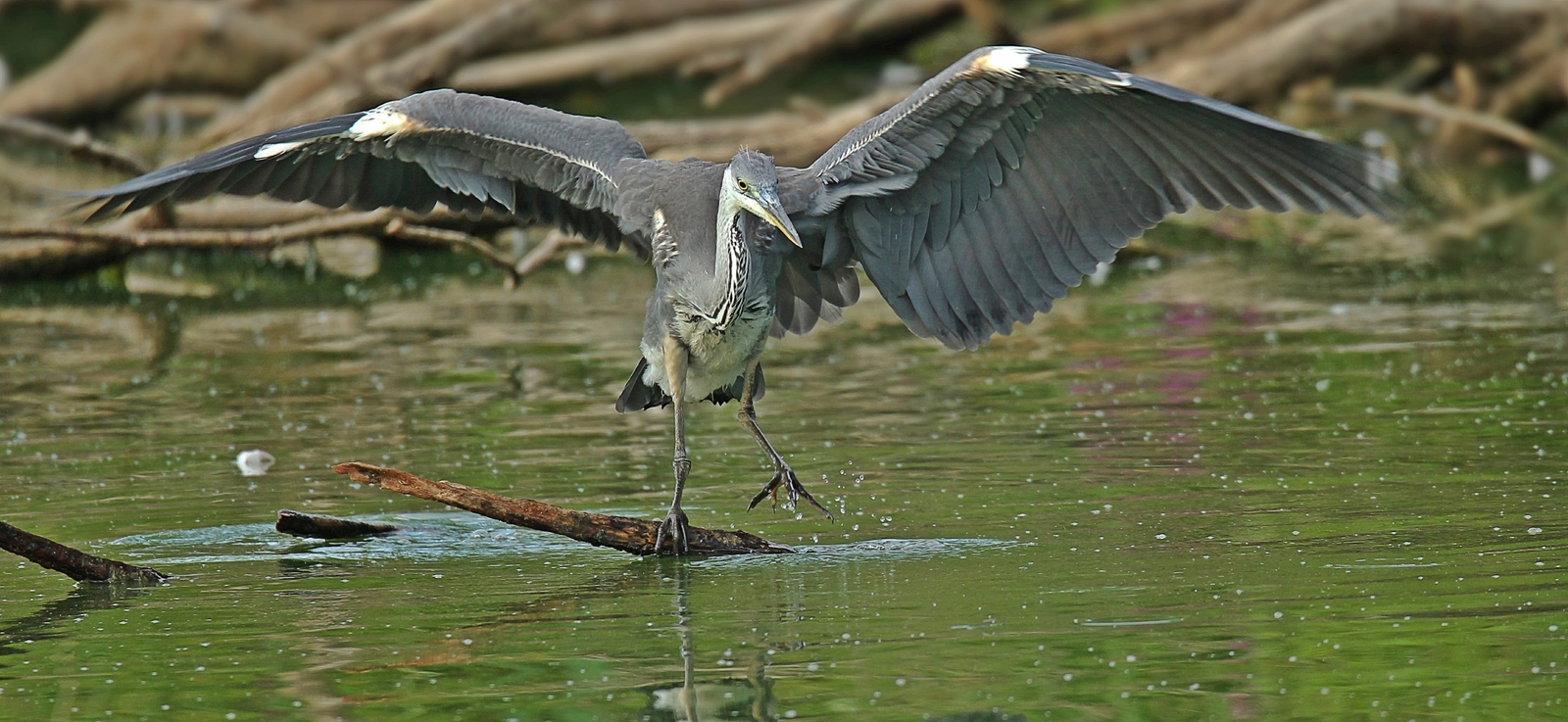 Graureiher beim Abflug 