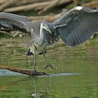 Graureiher beim Abflug 