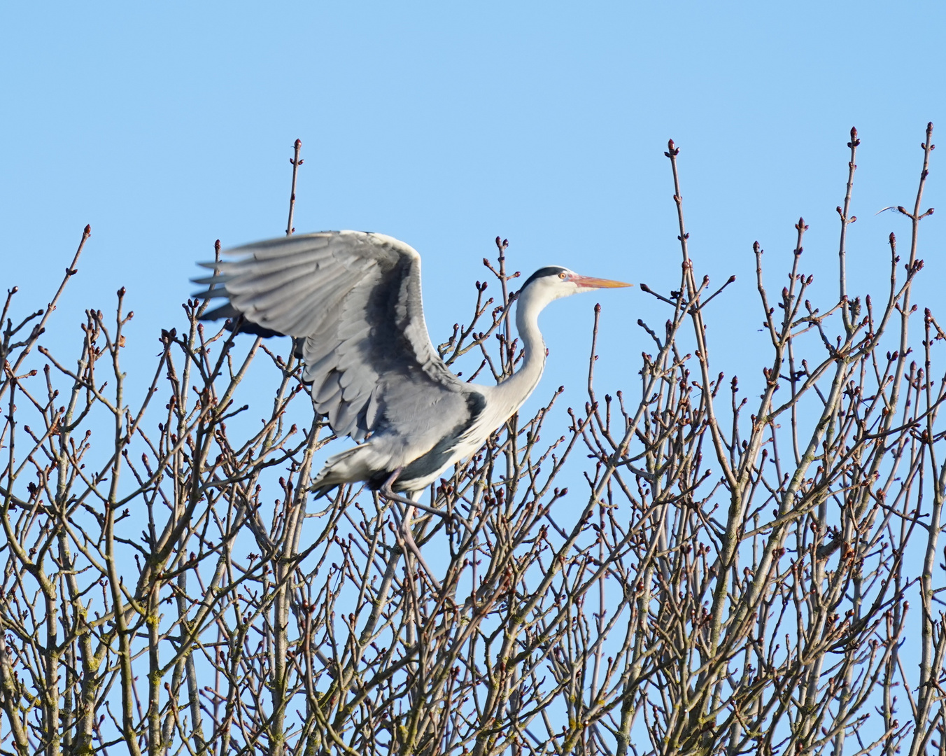 Graureiher beim Abflug