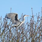 Graureiher beim Abflug