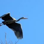 Graureiher beim Abflug