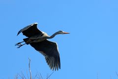 Graureiher beim Abflug