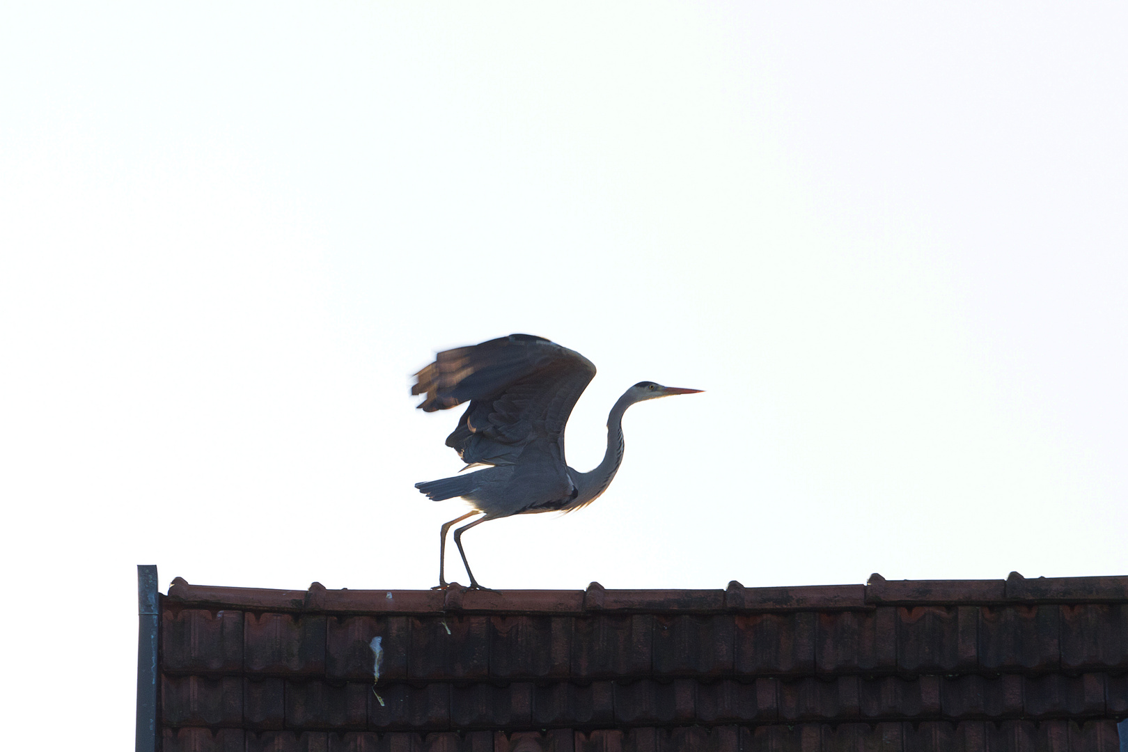 Graureiher beim Abflug