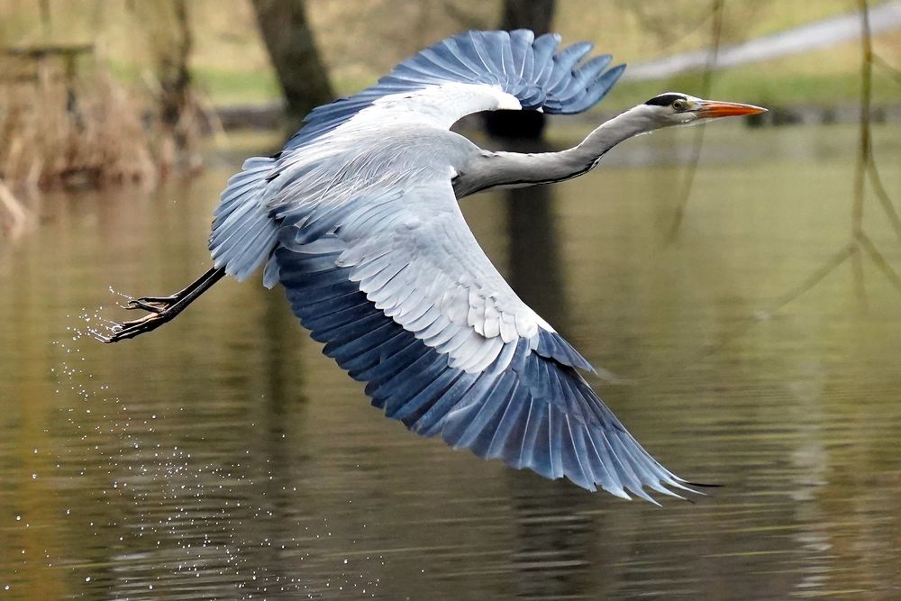 Graureiher beim Abflug