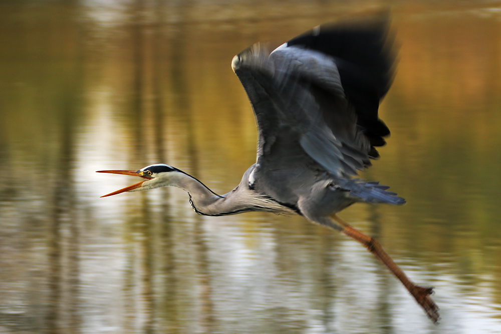 Graureiher beim Abflug