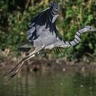 Graureiher beim Abflug