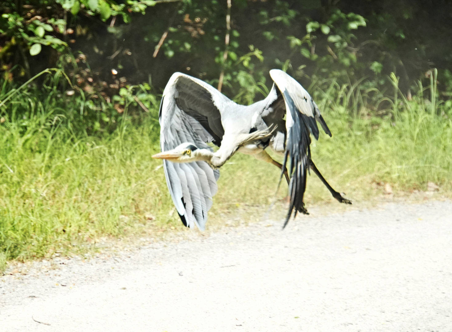 Graureiher beim Abflug