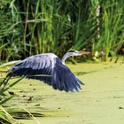 Graureiher beim Abflug am Teich