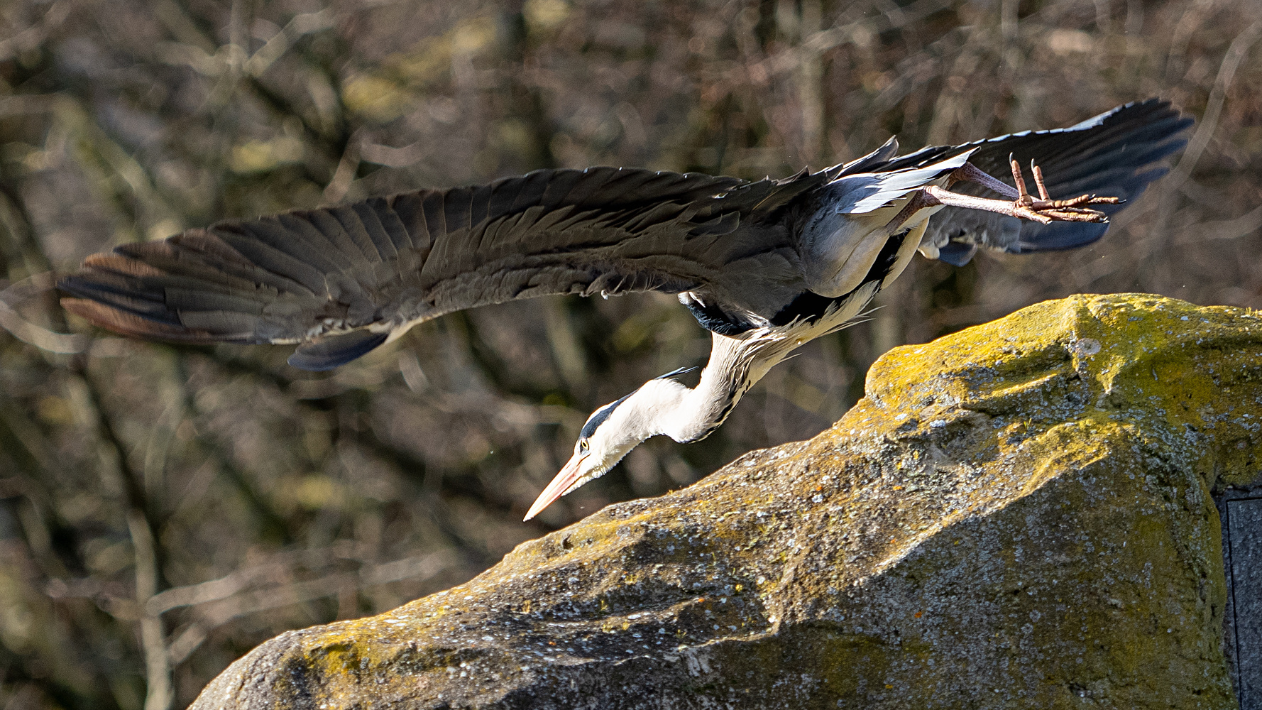 Graureiher, beim Abflug...