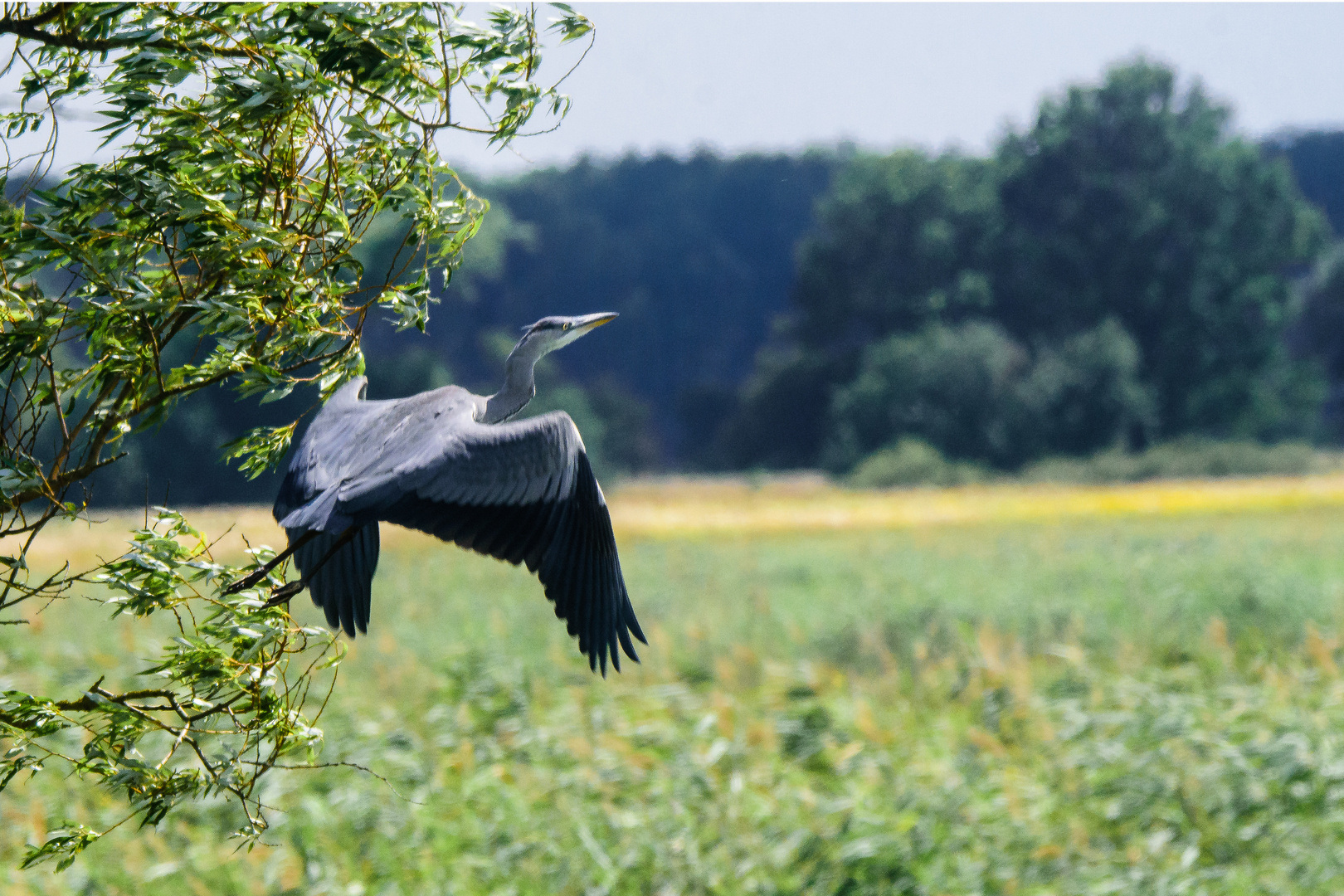 Graureiher beim Abflug