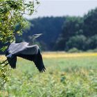 Graureiher beim Abflug